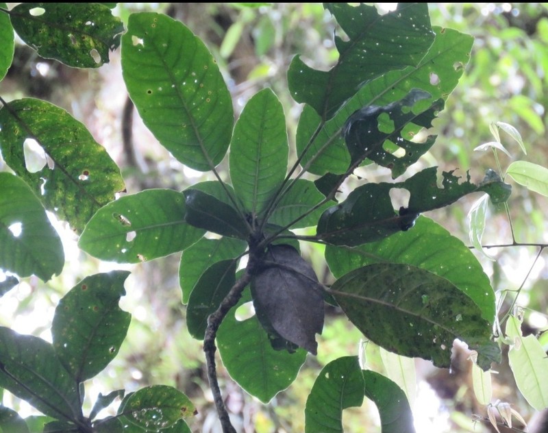 Magnolia cochranei
