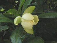 Magnolia coco