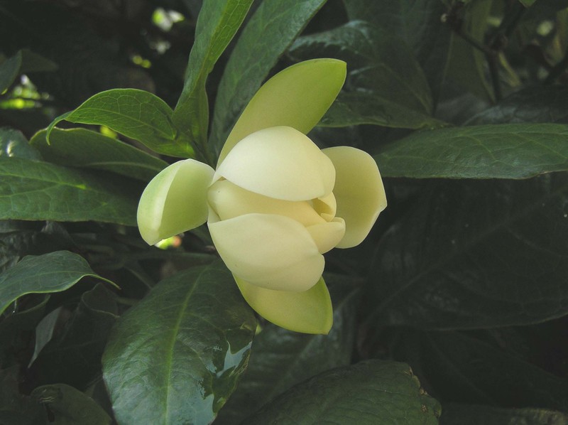 Magnolia coco