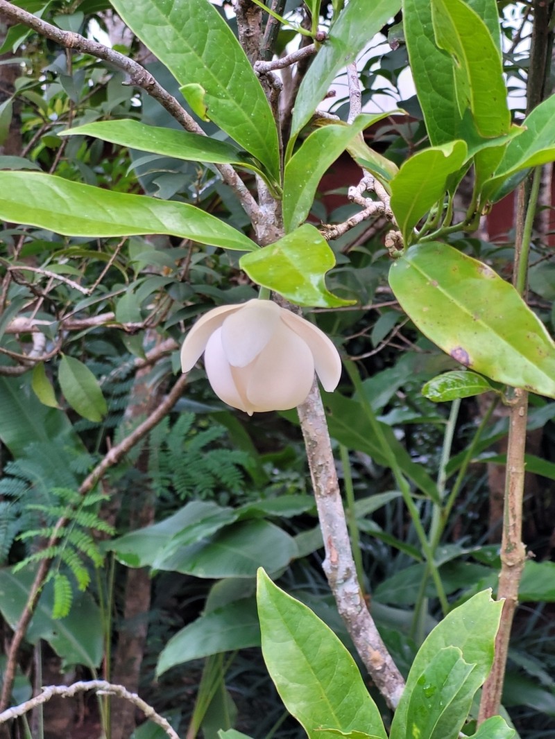 Magnolia coco photo 2