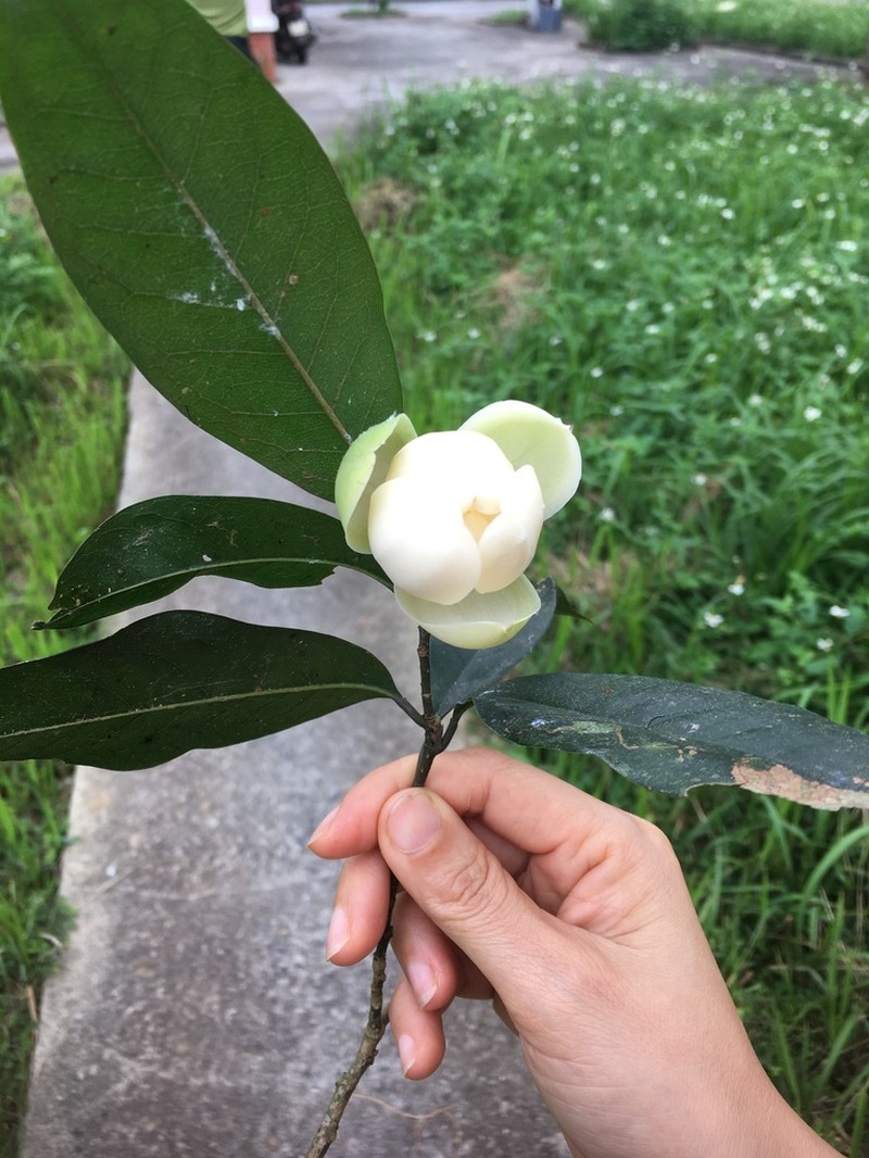 Magnolia coco photo 3