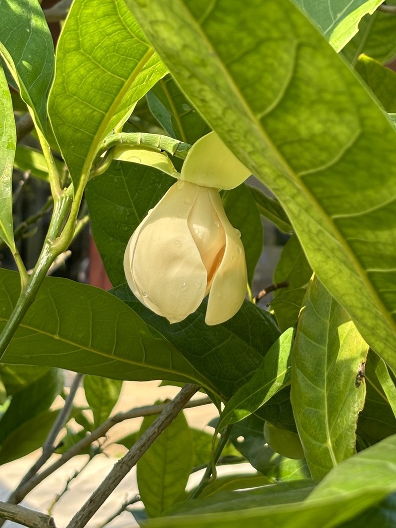 Magnolia coco photo 5