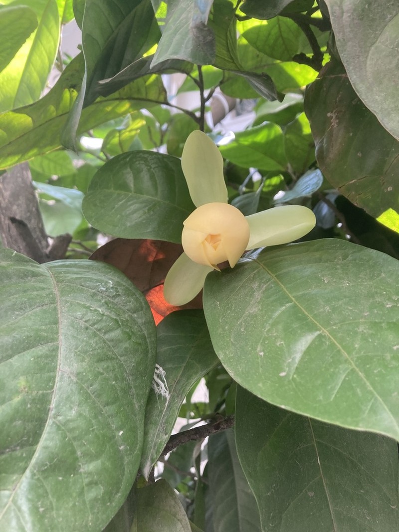 Magnolia coco photo 6