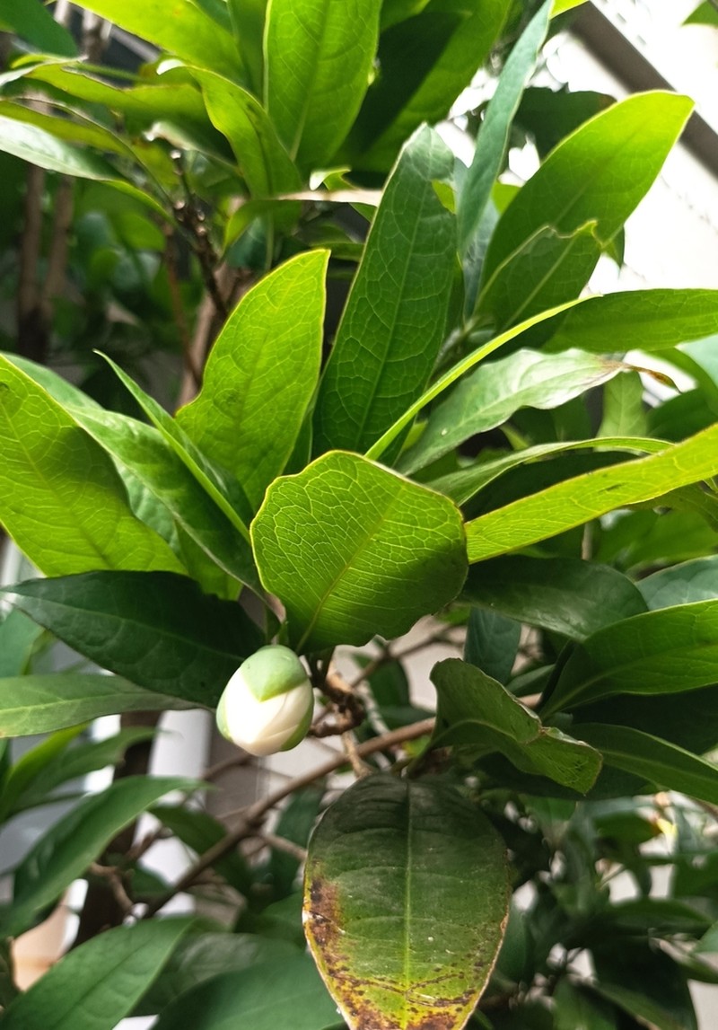 Magnolia coco photo 7