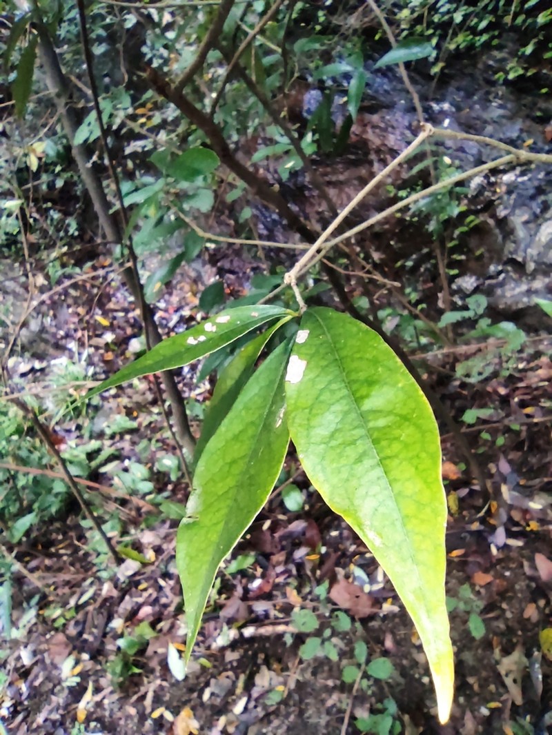 Magnolia coco photo 8