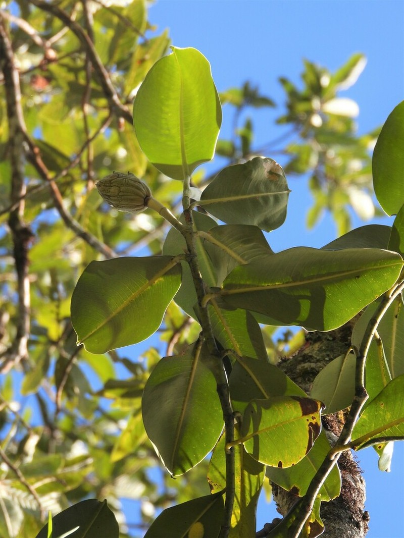 Magnolia colombiana
