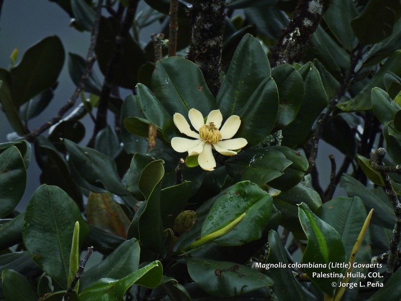 Magnolia colombiana photo 2