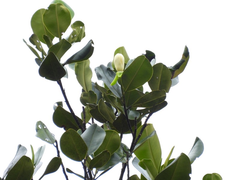 Magnolia colombiana photo 3