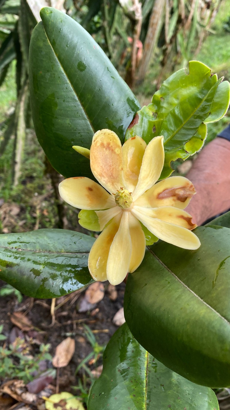 Magnolia colombiana photo 5