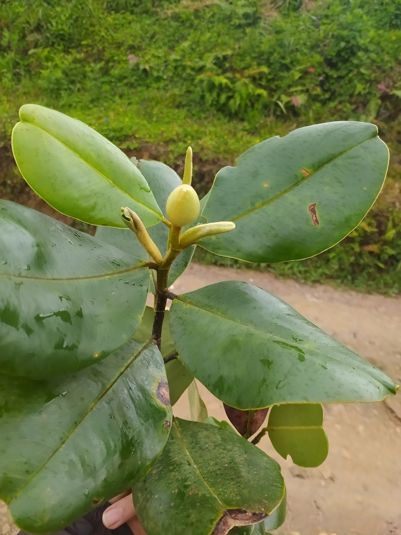 Magnolia colombiana photo 6