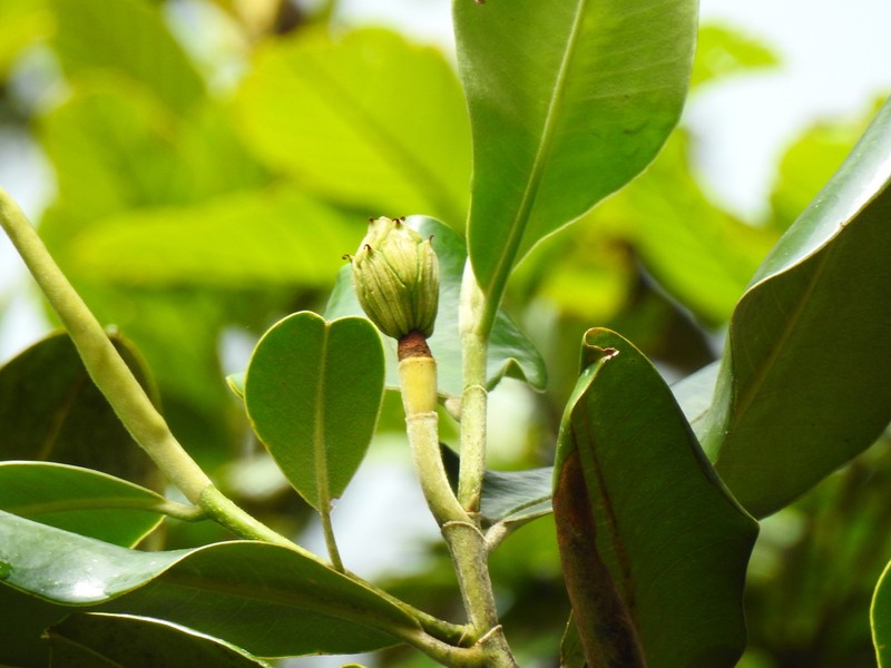 Magnolia colombiana photo 8