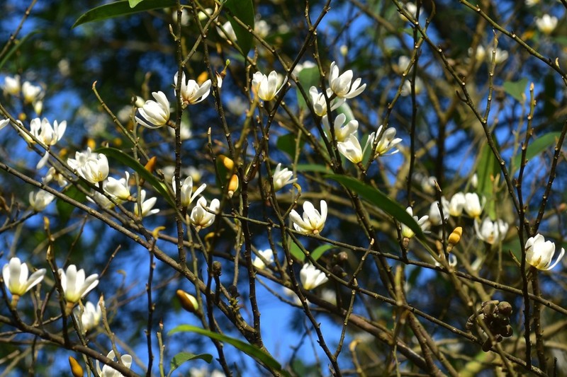 Magnolia compressa