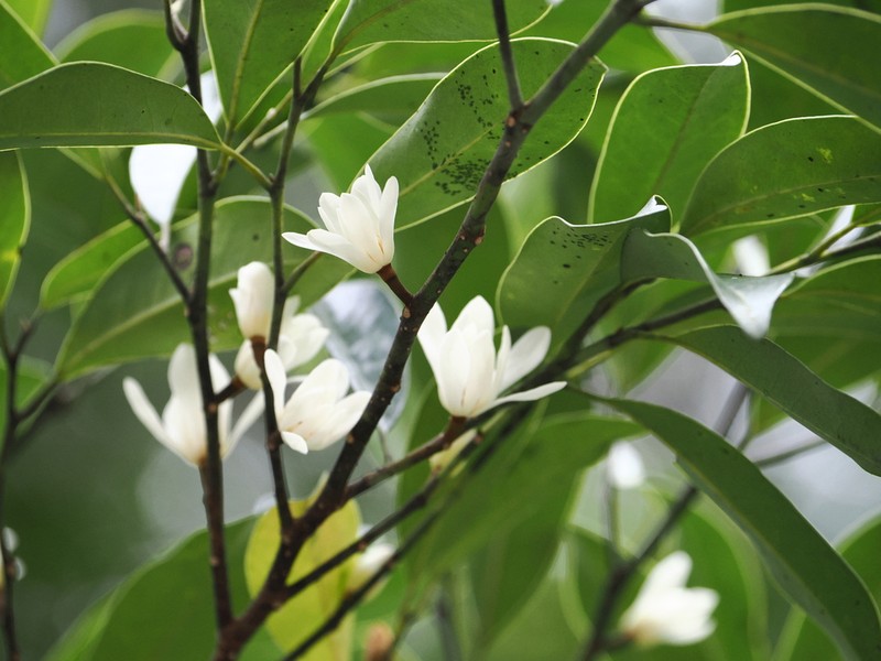 Magnolia compressa photo 3