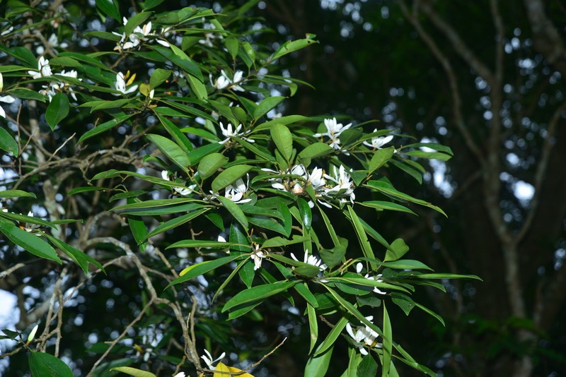 Magnolia compressa photo 4
