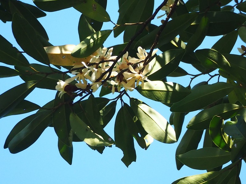 Magnolia compressa photo 6