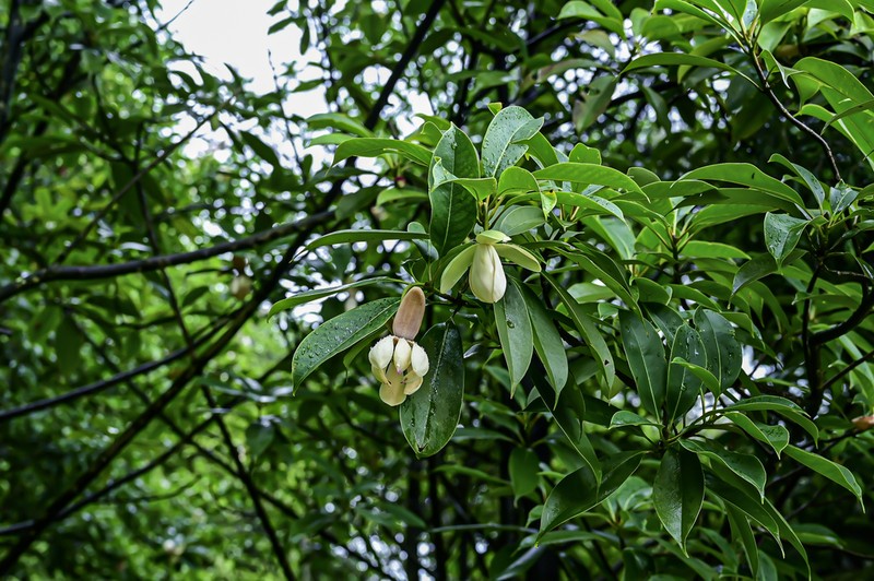 Magnolia conifera