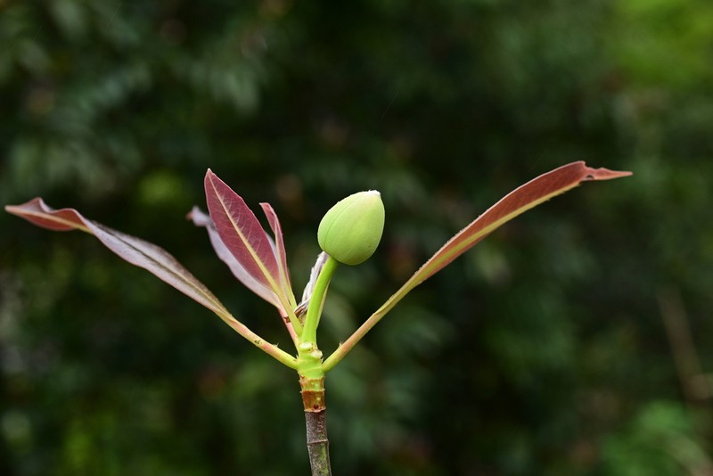 Magnolia conifera photo 2