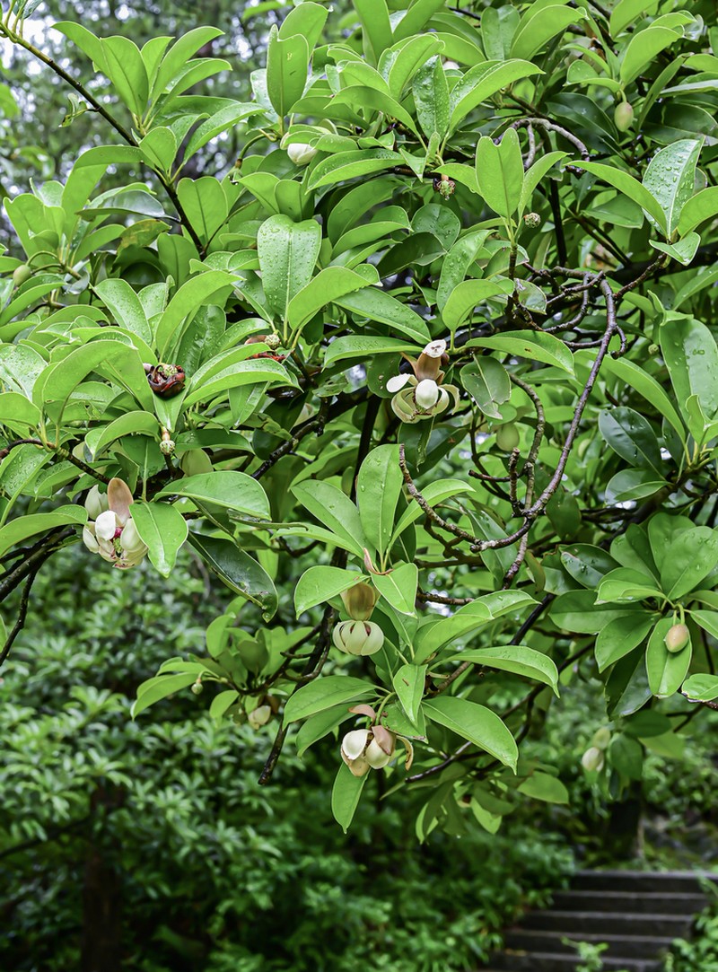 Magnolia conifera photo 3