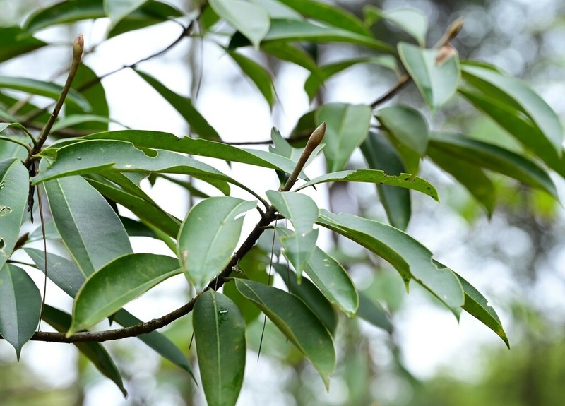 Magnolia conifera photo 4