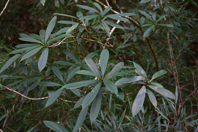 Magnolia conifera photo 5