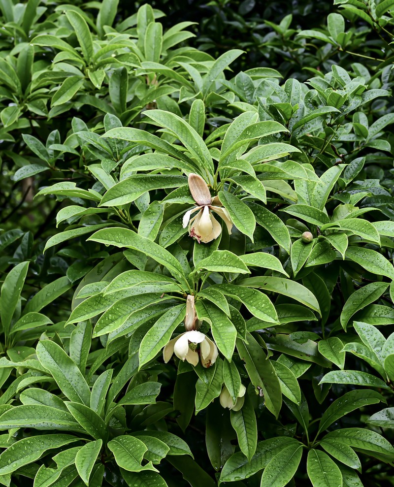 Magnolia conifera photo 6