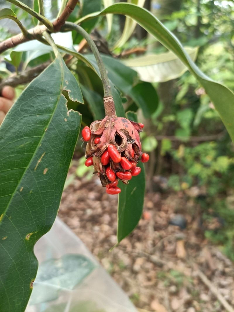 Magnolia conifera photo 7