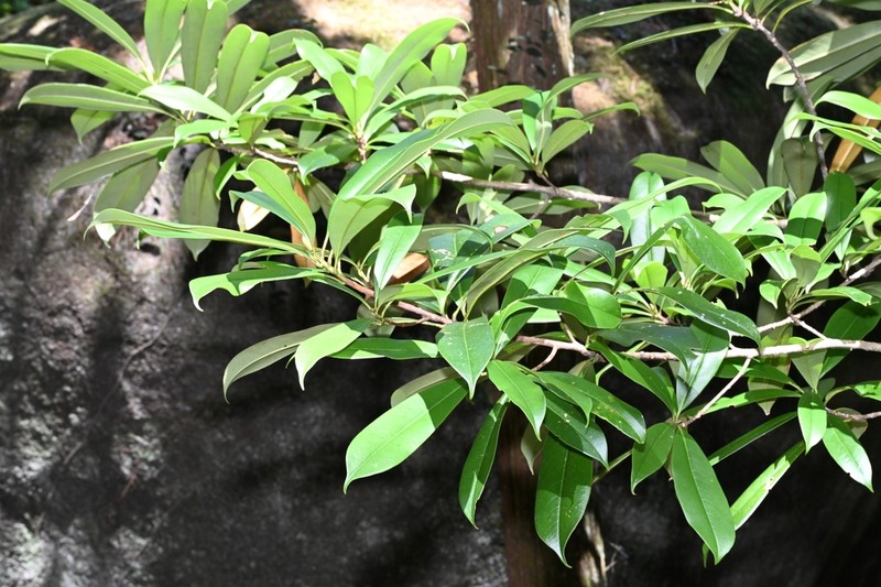 Magnolia conifera photo 8