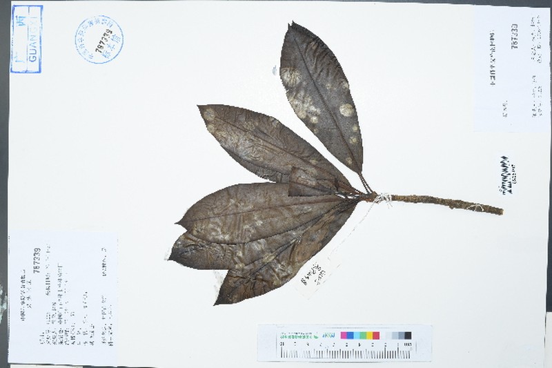 Magnolia conifera var. chingii
