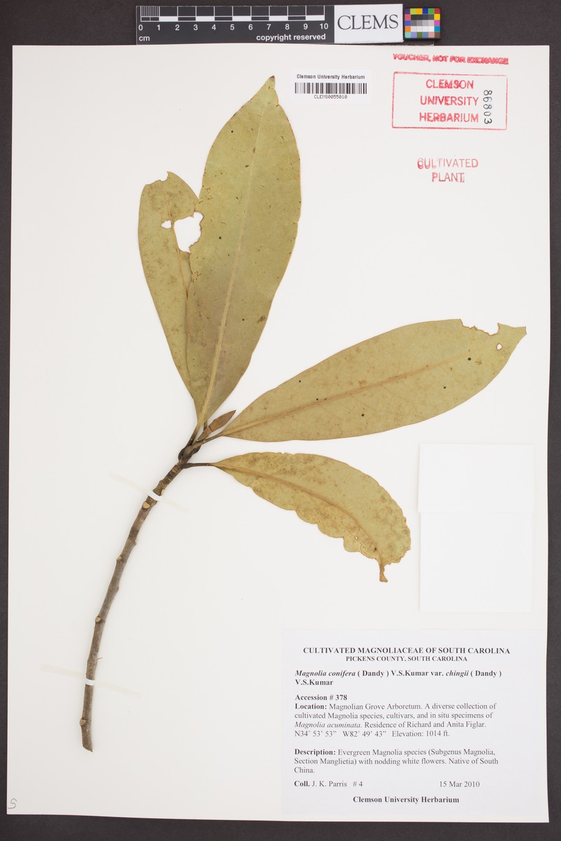 Magnolia conifera var. chingii photo 2