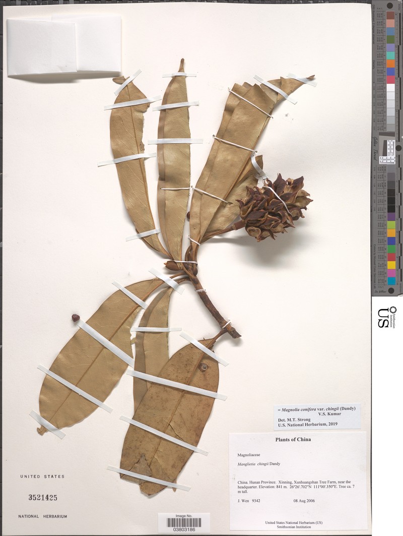 Magnolia conifera var. chingii photo 3