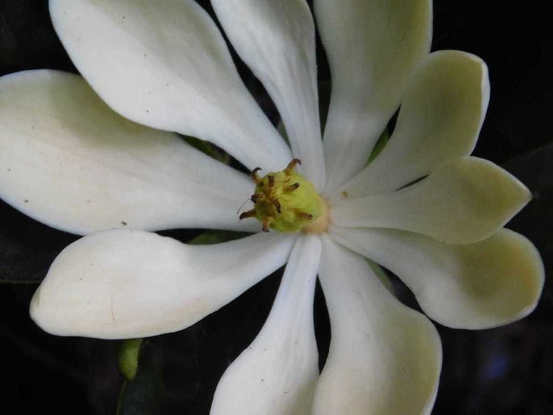 Magnolia coronata