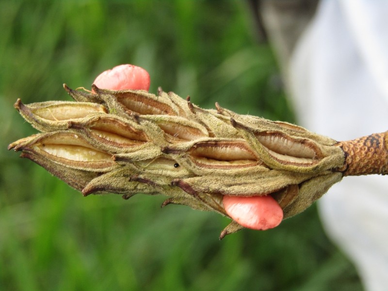 Magnolia corquinensis