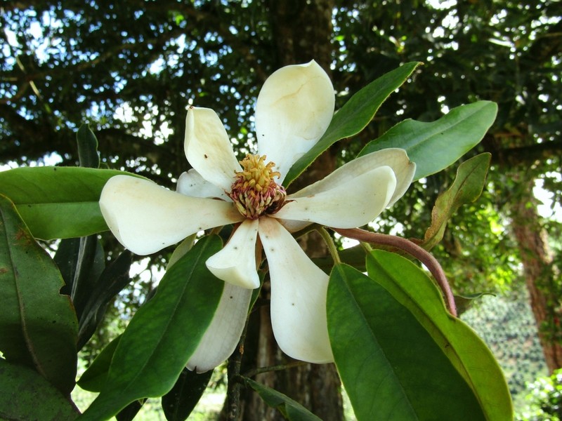 Magnolia corquinensis photo 2