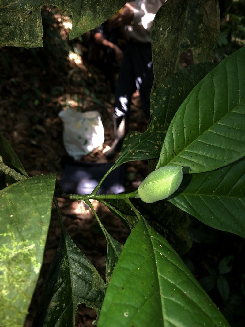 Magnolia costaricensis
