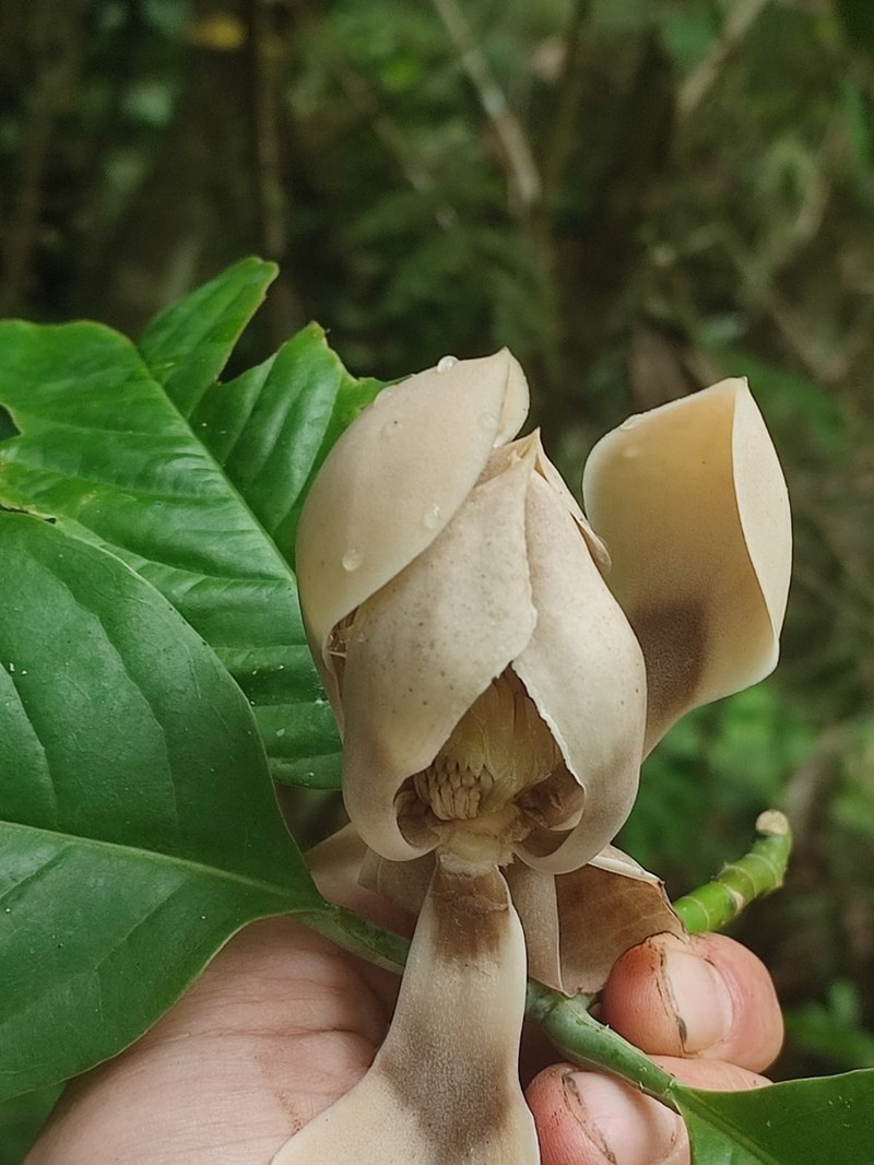 Magnolia costaricensis photo 2