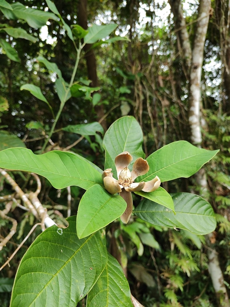 Magnolia costaricensis photo 3