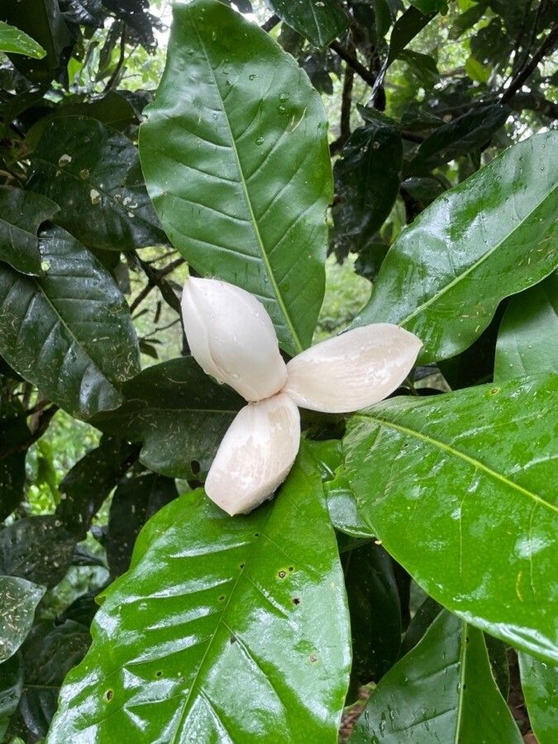 Magnolia costaricensis photo 4