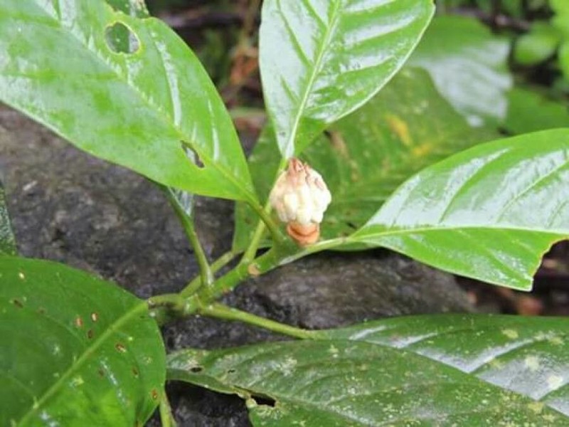 Magnolia costaricensis photo 5