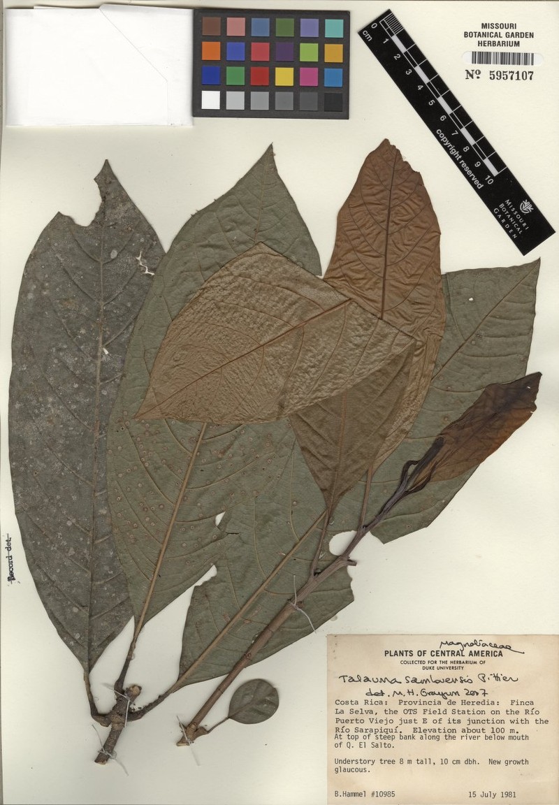 Magnolia costaricensis photo 6