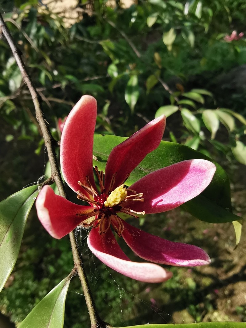 Magnolia crassipes