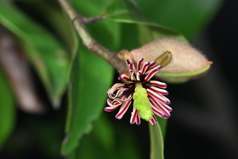 Magnolia crassipes photo 2
