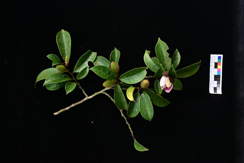Magnolia crassipes photo 3