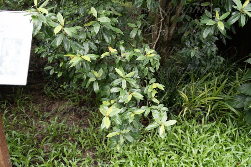 Magnolia crassipes photo 4