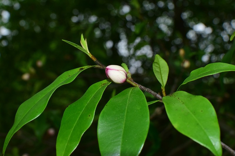 Magnolia crassipes photo 6