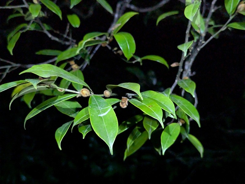 Magnolia crassipes photo 7