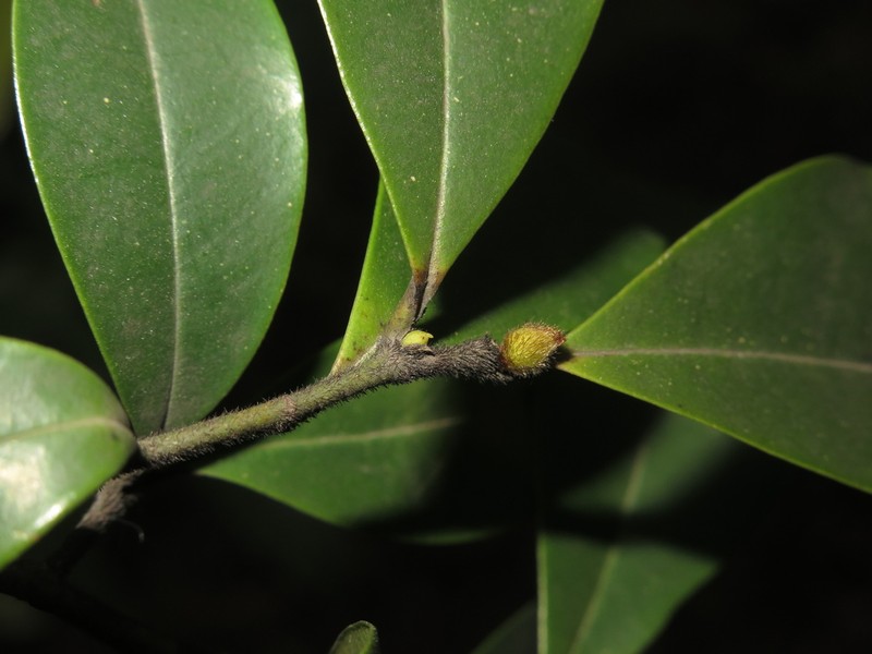 Magnolia crassipes photo 8