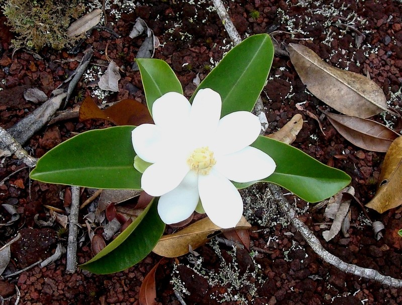 Magnolia cristalensis