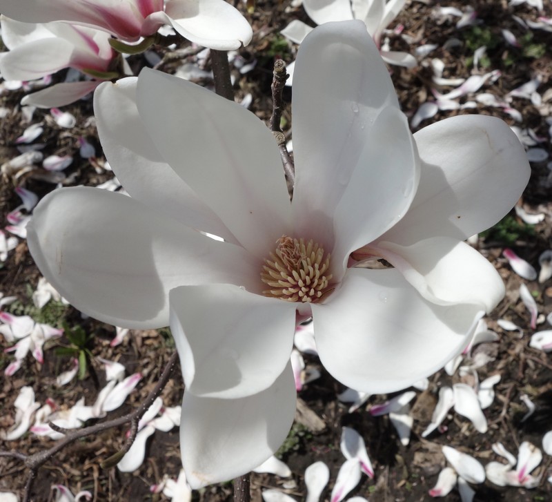 Magnolia cylindrica