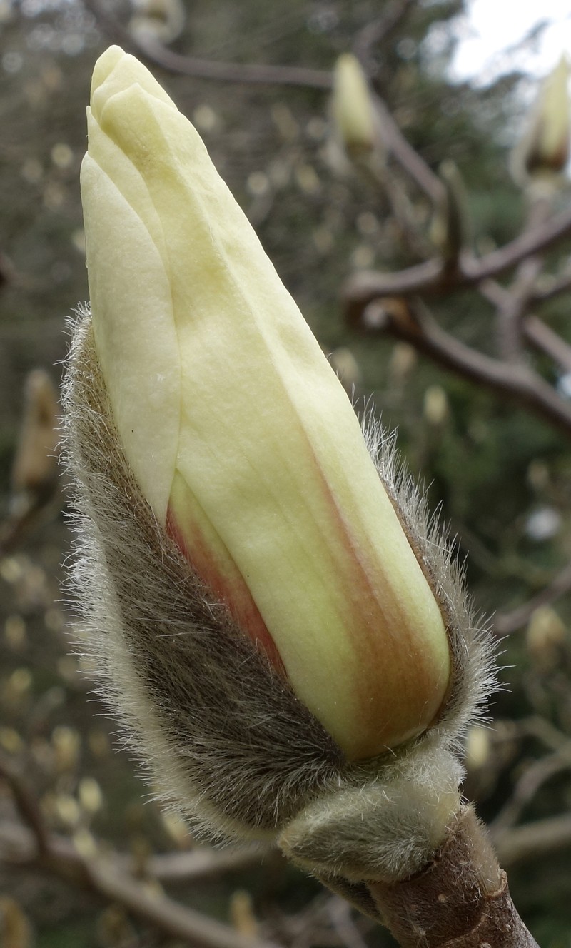 Magnolia cylindrica photo 2