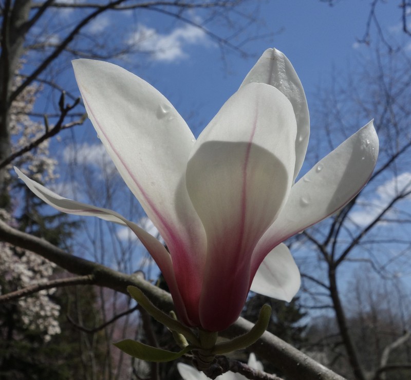 Magnolia cylindrica photo 3